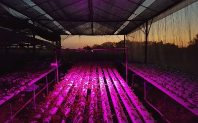 Revolucionando la agricultura: Los impactantes efectos de las luces LED en el cultivo de pimientos